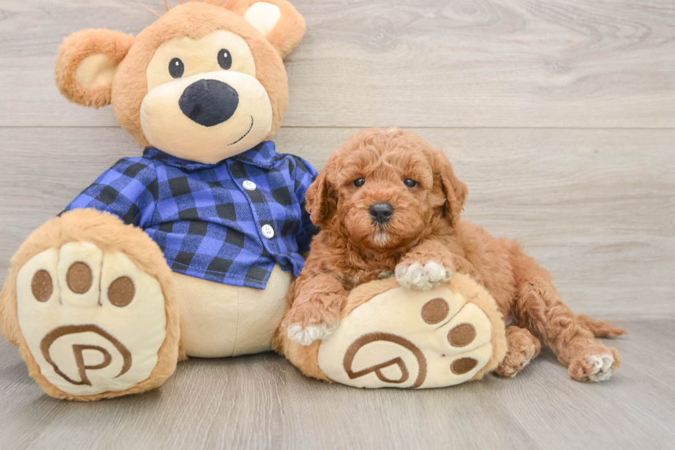 Best Mini Goldendoodle Baby