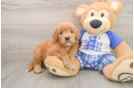 Small Mini Goldendoodle Baby