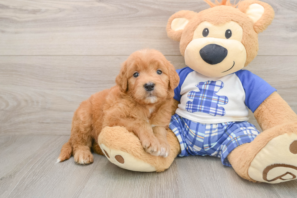 Small Mini Goldendoodle Baby