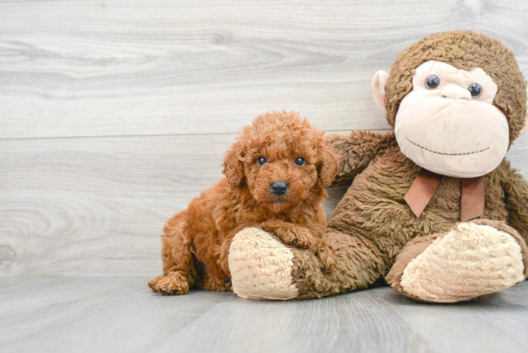 Fluffy Mini Goldendoodle Poodle Mix Pup