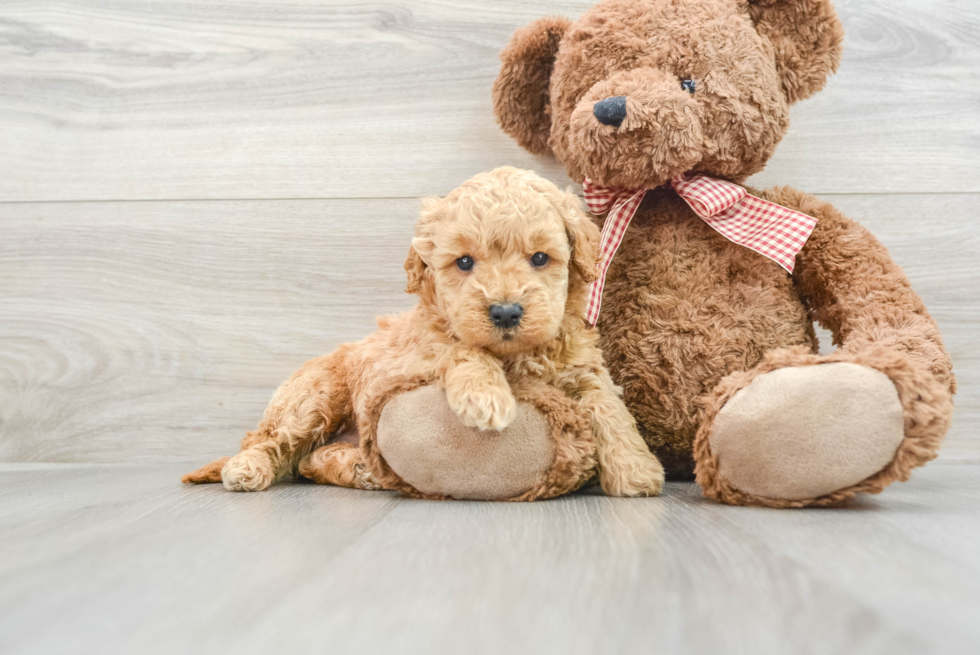 Mini Goldendoodle Puppy for Adoption