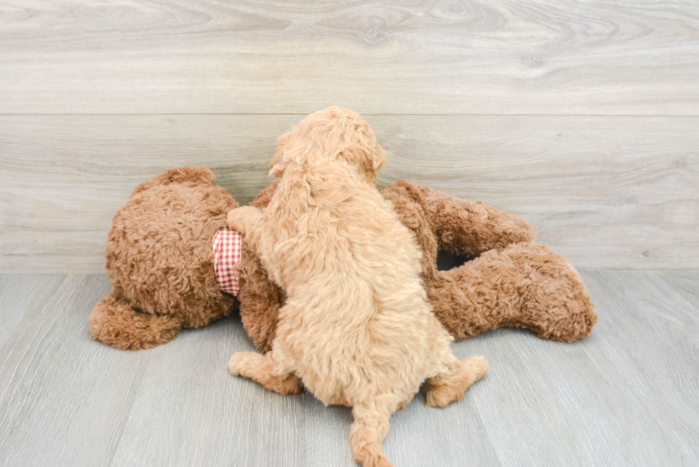 Best Mini Goldendoodle Baby