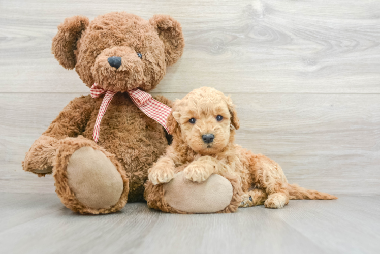 Best Mini Goldendoodle Baby