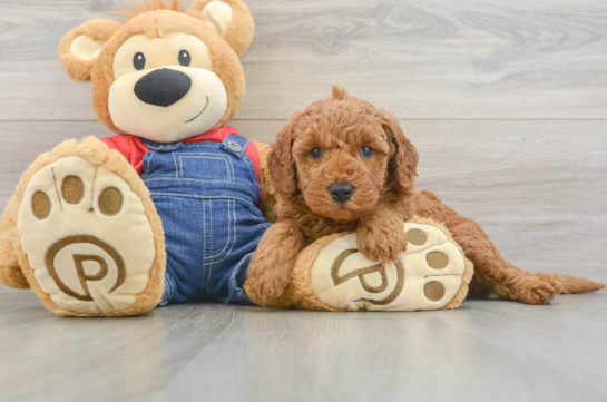 Little Mini Goldenpoo Poodle Mix Puppy