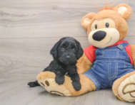 7 week old Mini Goldendoodle Puppy For Sale - Puppy Love PR