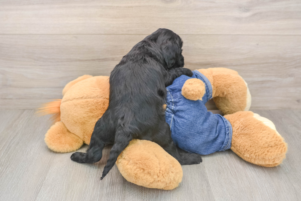 Best Mini Goldendoodle Baby