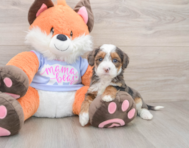 6 week old Mini Goldendoodle Puppy For Sale - Puppy Love PR