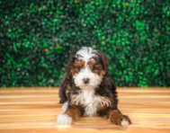 8 week old Mini Goldendoodle Puppy For Sale - Puppy Love PR