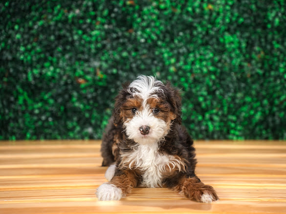 Best Mini Goldendoodle Baby