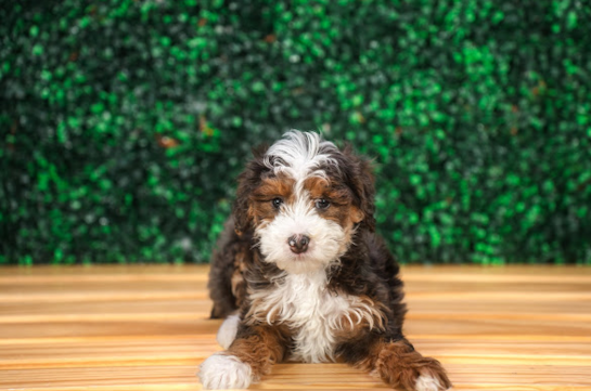 Best Mini Goldendoodle Baby