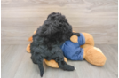 Best Mini Goldendoodle Baby