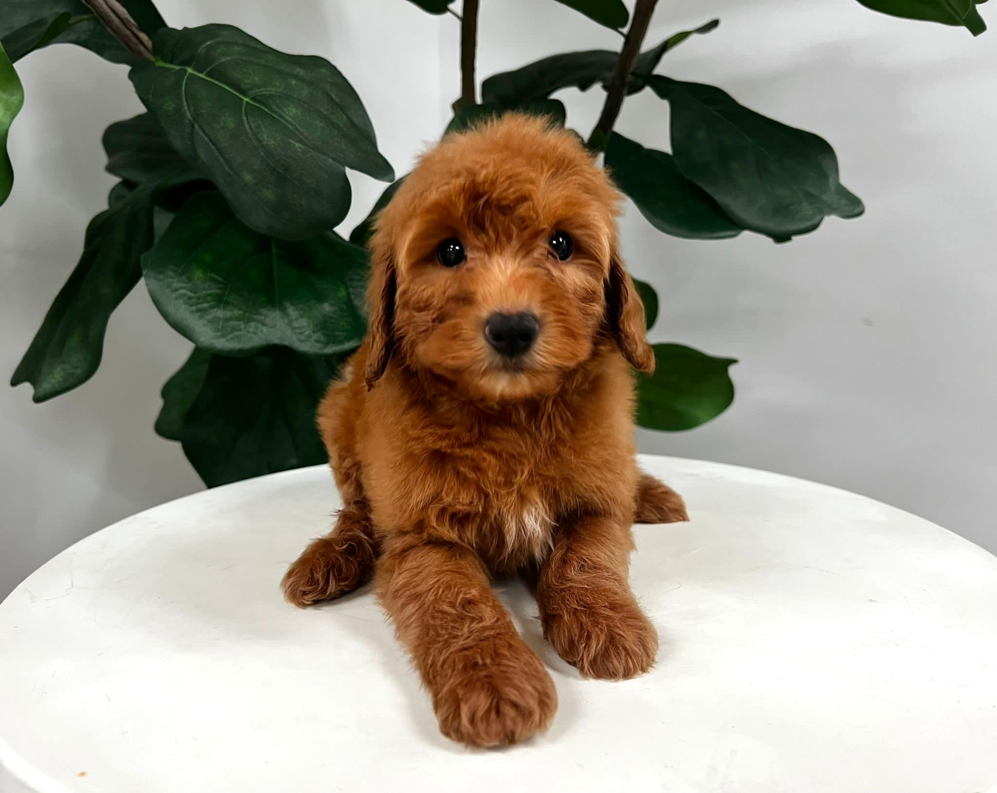 Mini Goldendoodle Puppy for Adoption
