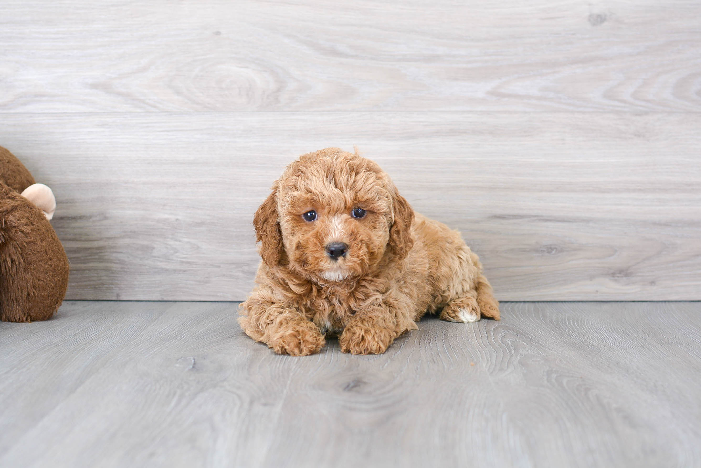 Friendly Mini Goldendoodle Baby
