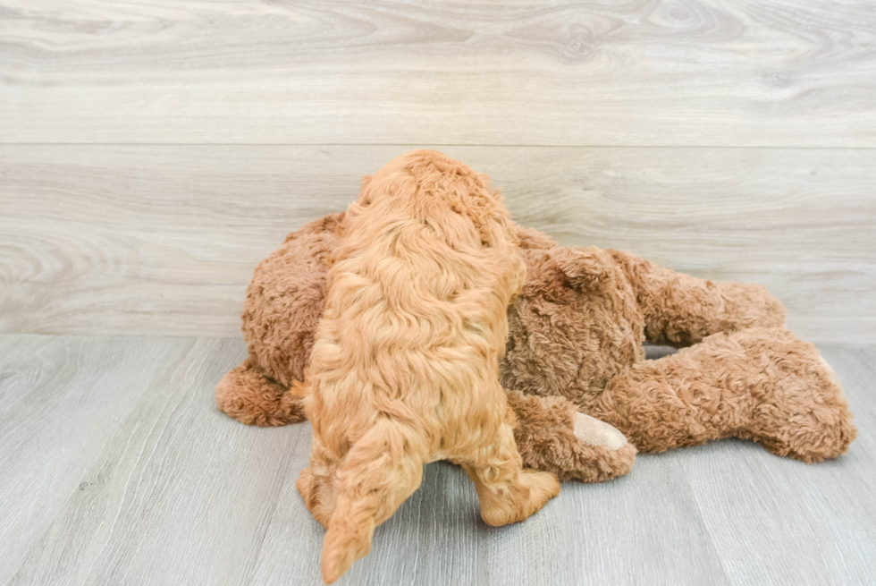 Friendly Mini Goldendoodle Baby