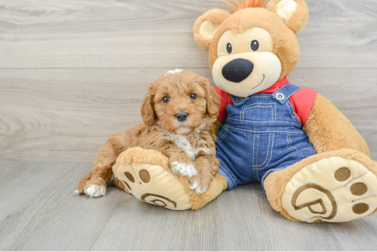 Meet Timberlake - our Mini Goldendoodle Puppy Photo 1/3 - Puppy Love PR Mini Goldendoodle Pup Being Cute