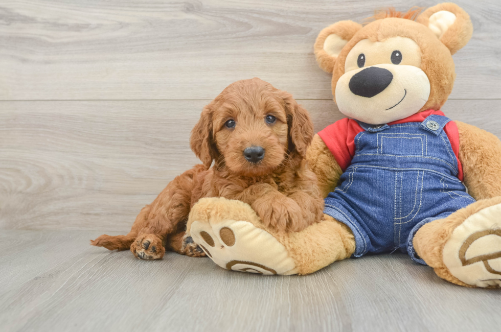 5 week old Mini Goldendoodle Puppy For Sale - Puppy Love PR