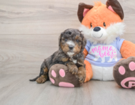 6 week old Mini Goldendoodle Puppy For Sale - Puppy Love PR