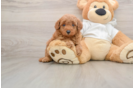 Best Mini Goldendoodle Baby