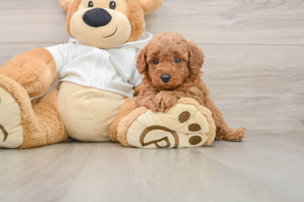 Smart Mini Goldendoodle Poodle Mix Pup
