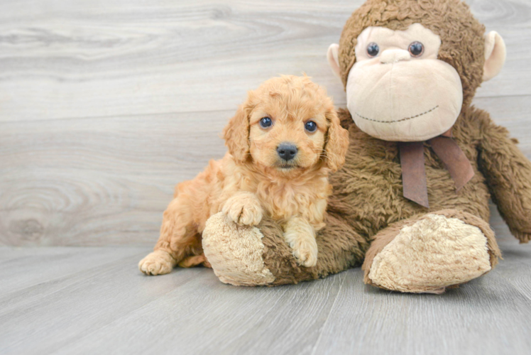 Petite Mini Goldendoodle Poodle Mix Pup