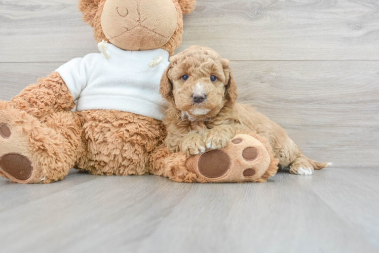Meet Tina - our Mini Goldendoodle Puppy Photo 1/3 - Puppy Love PR Mini Goldendoodle Pup Being Cute