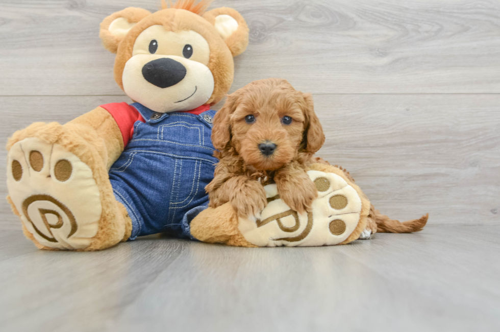 7 week old Mini Goldendoodle Puppy For Sale - Puppy Love PR