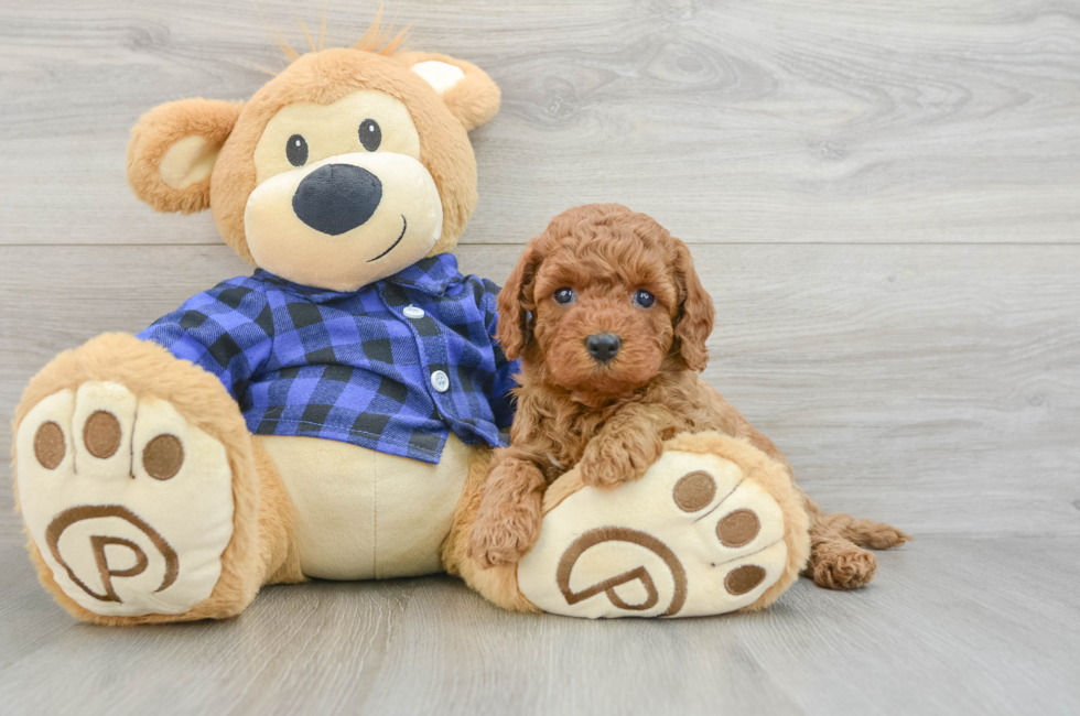 7 week old Mini Goldendoodle Puppy For Sale - Puppy Love PR