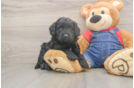 Smart Mini Goldendoodle Poodle Mix Pup