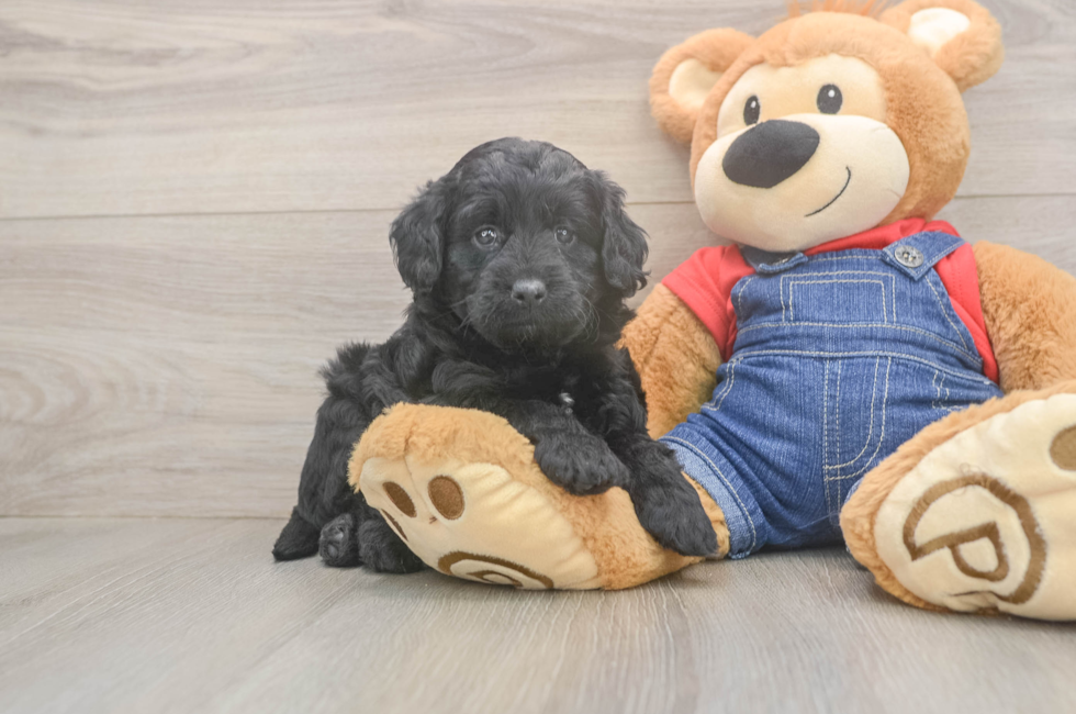5 week old Mini Goldendoodle Puppy For Sale - Puppy Love PR
