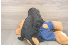 Mini Goldendoodle Puppy for Adoption