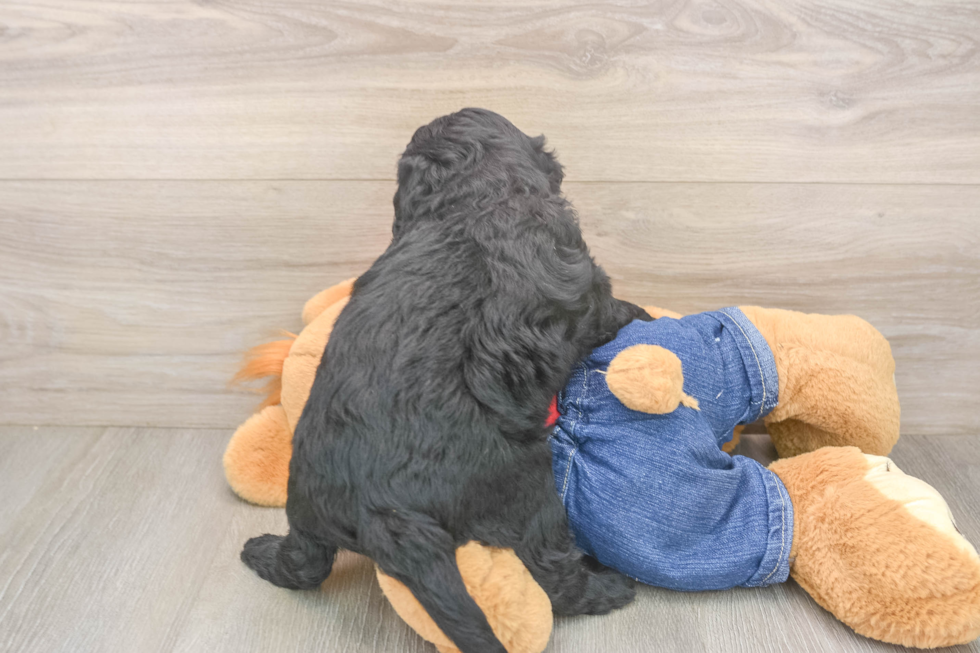 Mini Goldendoodle Puppy for Adoption