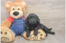 Petite Mini Goldendoodle Poodle Mix Pup