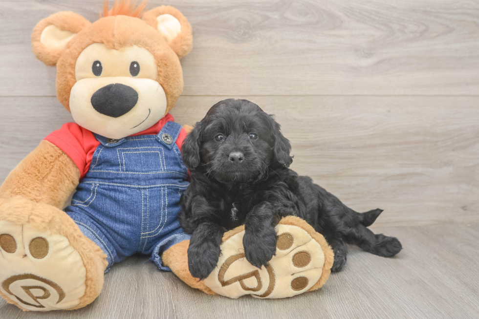 Petite Mini Goldendoodle Poodle Mix Pup