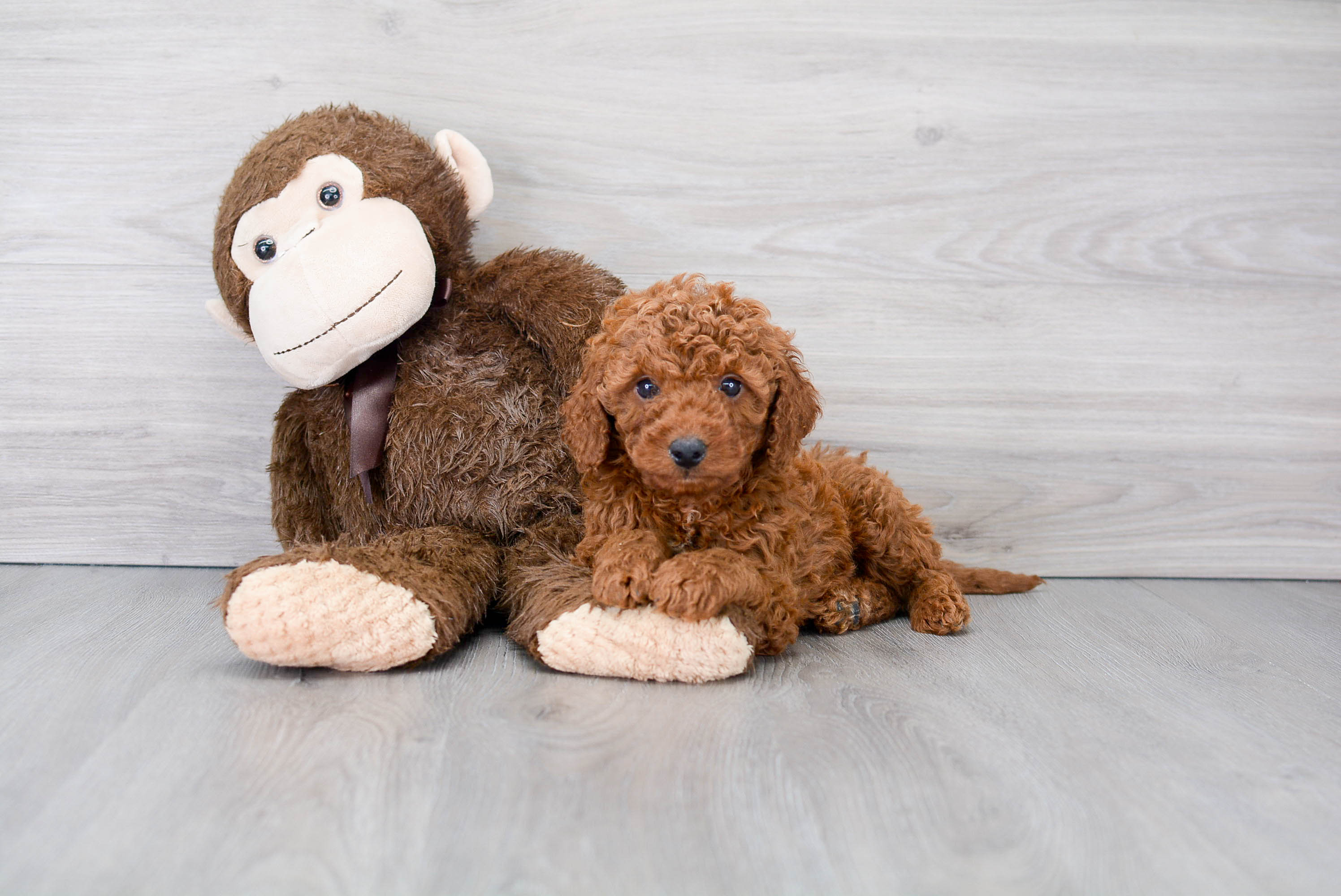Sweet Mini Goldendoodle Baby