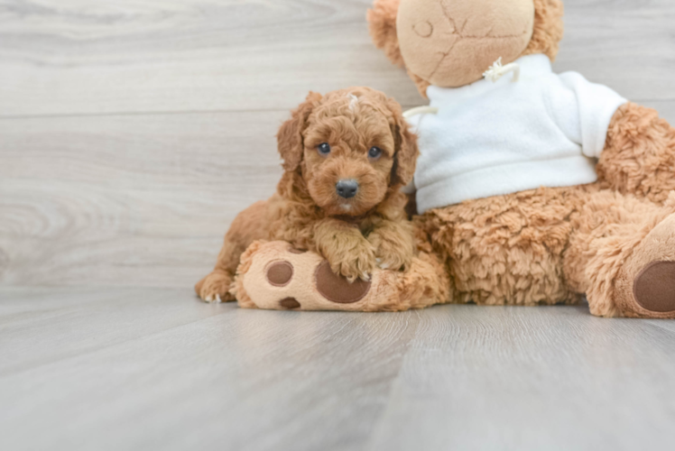 Meet Trevor - our Mini Goldendoodle Puppy Photo 1/3 - Puppy Love PR Sweet Mini Goldendoodle Baby