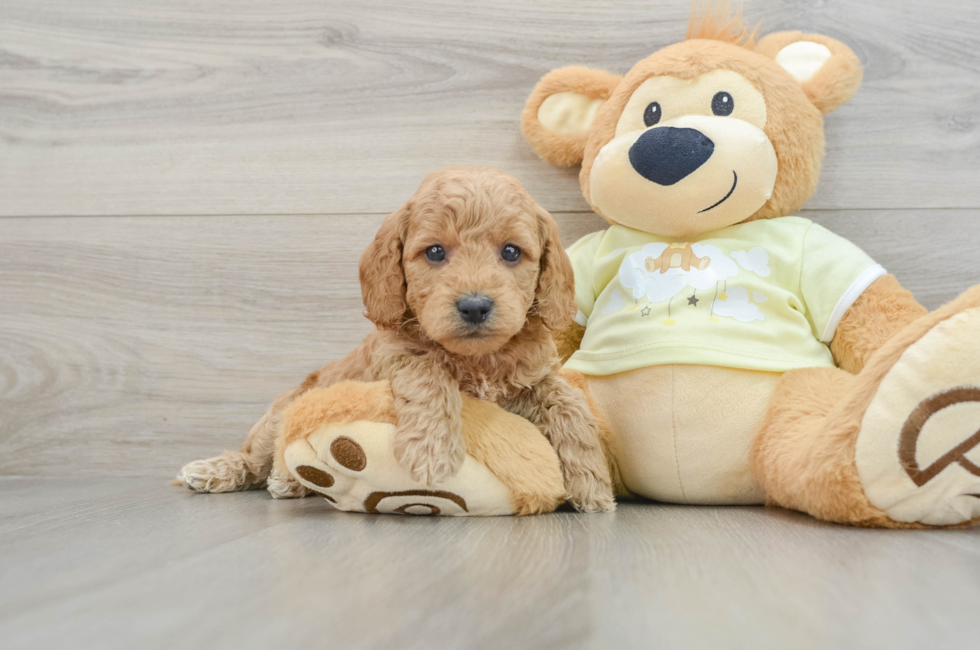 6 week old Mini Goldendoodle Puppy For Sale - Puppy Love PR