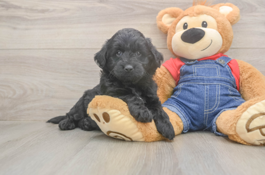 Mini Goldendoodle Puppy for Adoption