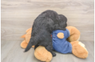 Mini Goldendoodle Puppy for Adoption