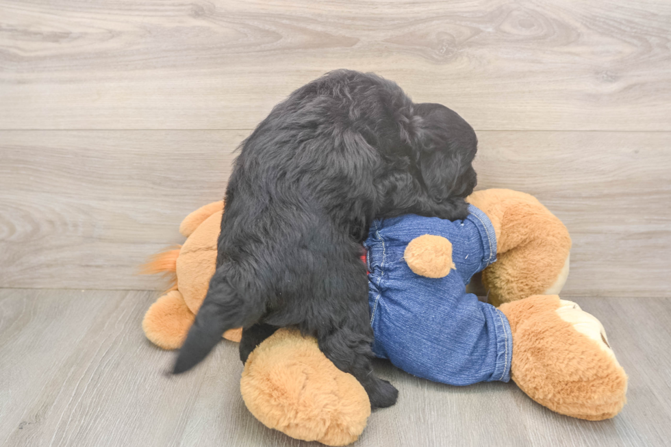Mini Goldendoodle Puppy for Adoption