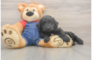 Mini Goldendoodle Puppy for Adoption