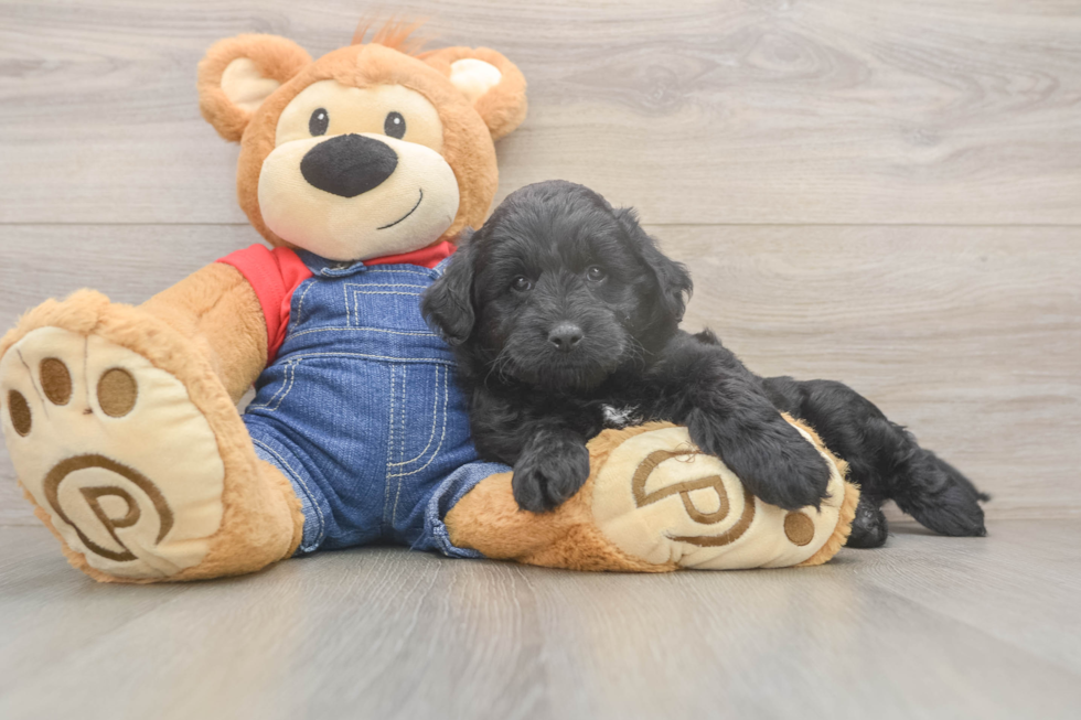 Mini Goldendoodle Puppy for Adoption