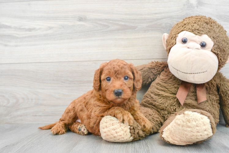 Meet Vanna - our Mini Goldendoodle Puppy Photo 1/3 - Puppy Love PR Mini Goldendoodle Puppy for Adoption