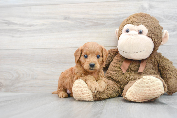 Small Mini Goldendoodle Baby