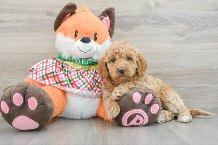 Meet Vanna - our Mini Goldendoodle Puppy Photo 1/3 - Puppy Love PR Sweet Mini Goldendoodle Baby