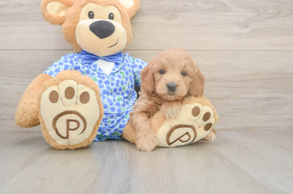 5 week old Mini Goldendoodle Puppy For Sale - Puppy Love PR