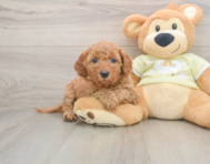 7 week old Mini Goldendoodle Puppy For Sale - Puppy Love PR