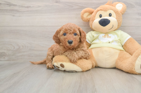 Playful Mini Groodle Poodle Mix Puppy