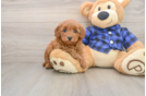 Adorable Golden Retriever Poodle Mix Poodle Mix Puppy