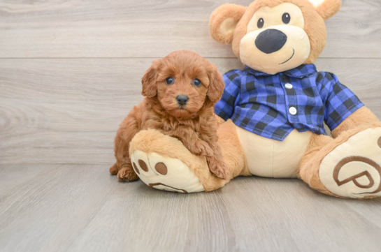 Adorable Golden Retriever Poodle Mix Poodle Mix Puppy
