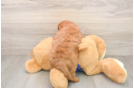Mini Goldendoodle Pup Being Cute